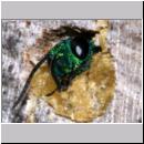 Chrysis ignita - Goldwespe bei Ancistrocerus 07b.jpg